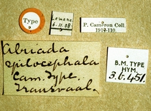 Eurycryptus_spilocephalus_labels