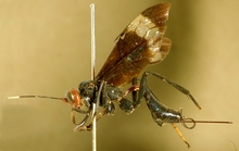 Gabunia_ruficeps_HOLOTYPE