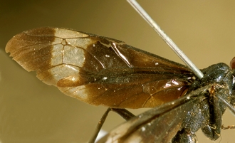Gabunia_ruficeps_HOLOTYPE