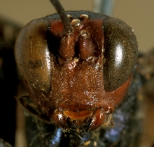Gabunia_ruficeps_HOLOTYPE