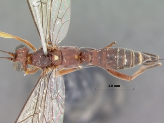 Pterocryptus_castaneus_HOLOTYPE