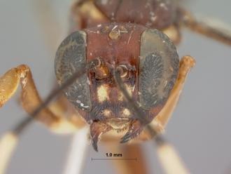 Pterocryptus_castaneus_HOLOTYPE