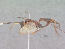 Pterocryptus_castaneus_HOLOTYPE