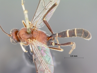 Schreineria_caviclypeus_HOLOTYPE