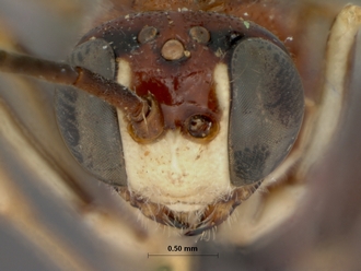 Schreineria_caviclypeus_HOLOTYPE