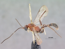 Schreineria_caviclypeus_HOLOTYPE