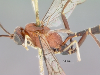 Schreineria_caviclypeus_HOLOTYPE