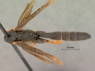 Allophatnus_fulvipes_HOLOTYPE