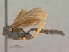 Allophatnus_fulvipes_HOLOTYPE