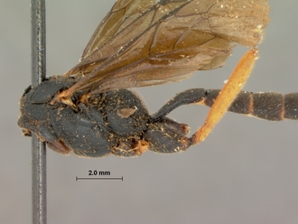 Allophatnus_fulvipes_HOLOTYPE