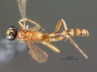 Bozakites_lineiger_HOLOTYPE