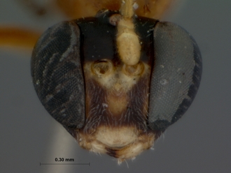 Bozakites_natalensis_HOLOTYPE