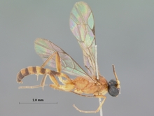 Bozakites_natalensis_HOLOTYPE