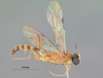 Bozakites_natalensis_HOLOTYPE