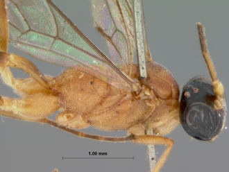 Bozakites_natalensis_HOLOTYPE