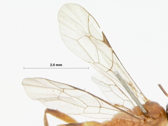 Bozakites_natalensis_HOLOTYPE