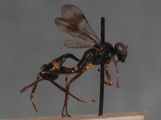 Brachycoryphus_mesoleucus