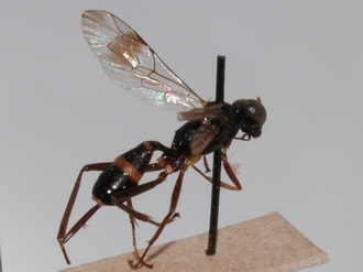 Brachycoryphus_mesoleucus 