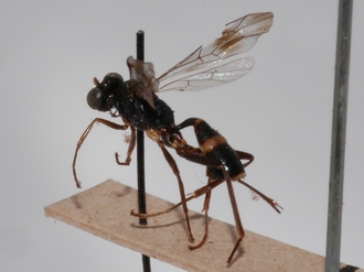 Brachycoryphus_mesoleucus 