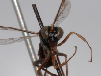 Brachycoryphus_mesoleucus 