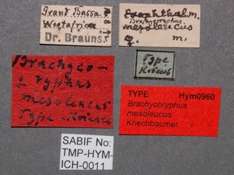 Brachycoryphus_mesoleucus_labels