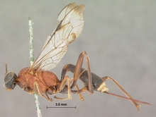 Costifrons_parvidens_HOLOTYPE