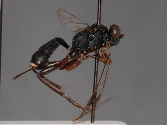 Brachycoryphus_braunsii
