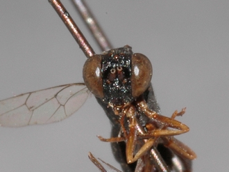 Brachycoryphus_braunsii