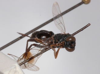 Brachycoryphus_braunsii