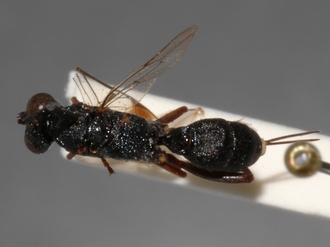 Brachycoryphus_braunsii