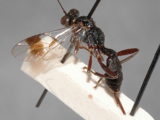 Brachycoryphus_calabaricus 