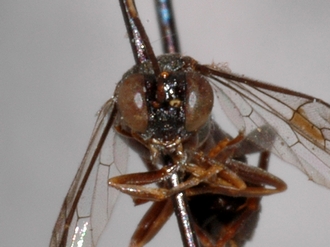 Brachycoryphus_calabaricus 