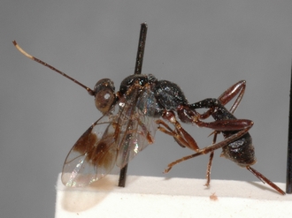 Brachycoryphus_calabaricus