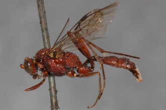 Brachycoryphus_striolatus