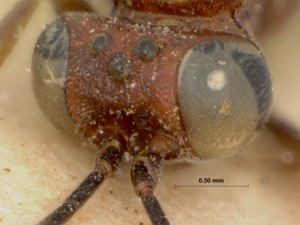 Goryphus_basalis_HOLOTYPE