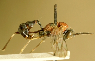 Goryphus_basimacula_HOLOTYPE