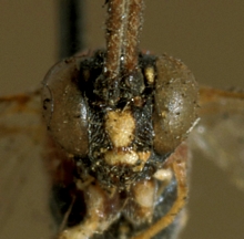 Goryphus_basimacula_HOLOTYPE