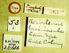 Goryphus_basimacula_labels