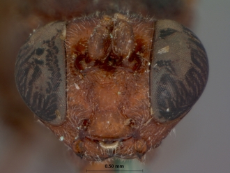 Goryphus_bisulcatus_HOLOTYPE