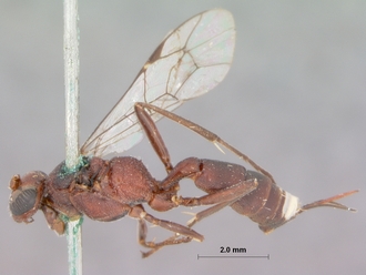 Goryphus_bisulcatus_HOLOTYPE