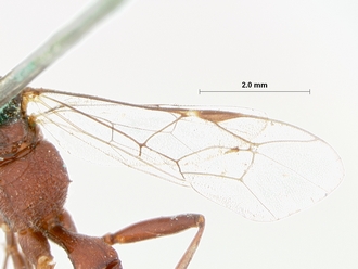 Goryphus_bisulcatus_HOLOTYPE