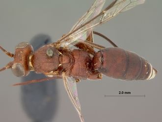 Goryphus_cinctitibia_HOLOTYPE