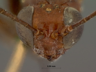 Goryphus_cinctitibia_HOLOTYPE