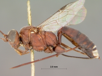 Goryphus_cinctitibia_HOLOTYPE