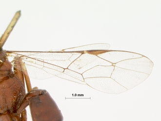 Goryphus_cinctitibia_HOLOTYPE