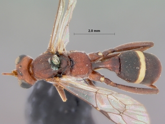 Goryphus_corniger_HOLOTYPE