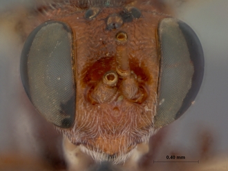 Goryphus_corniger_HOLOTYPE