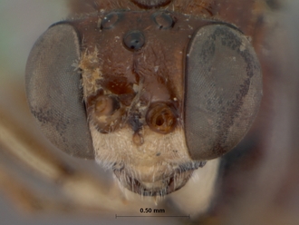 Goryphus_evanescens_HOLOTYPE