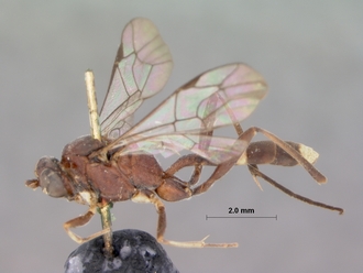 Goryphus_evanescens_HOLOTYPE