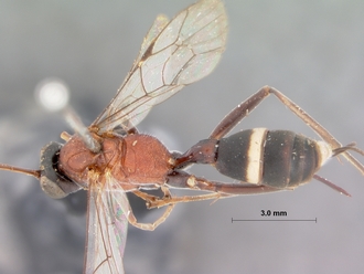 Goryphus_scutellator_HOLOTYPE